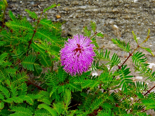 {Mimosa strigillosa}